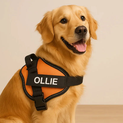 Personalized Reflective Dog Harness – Adjustable, Customizable with Name and Phone Number