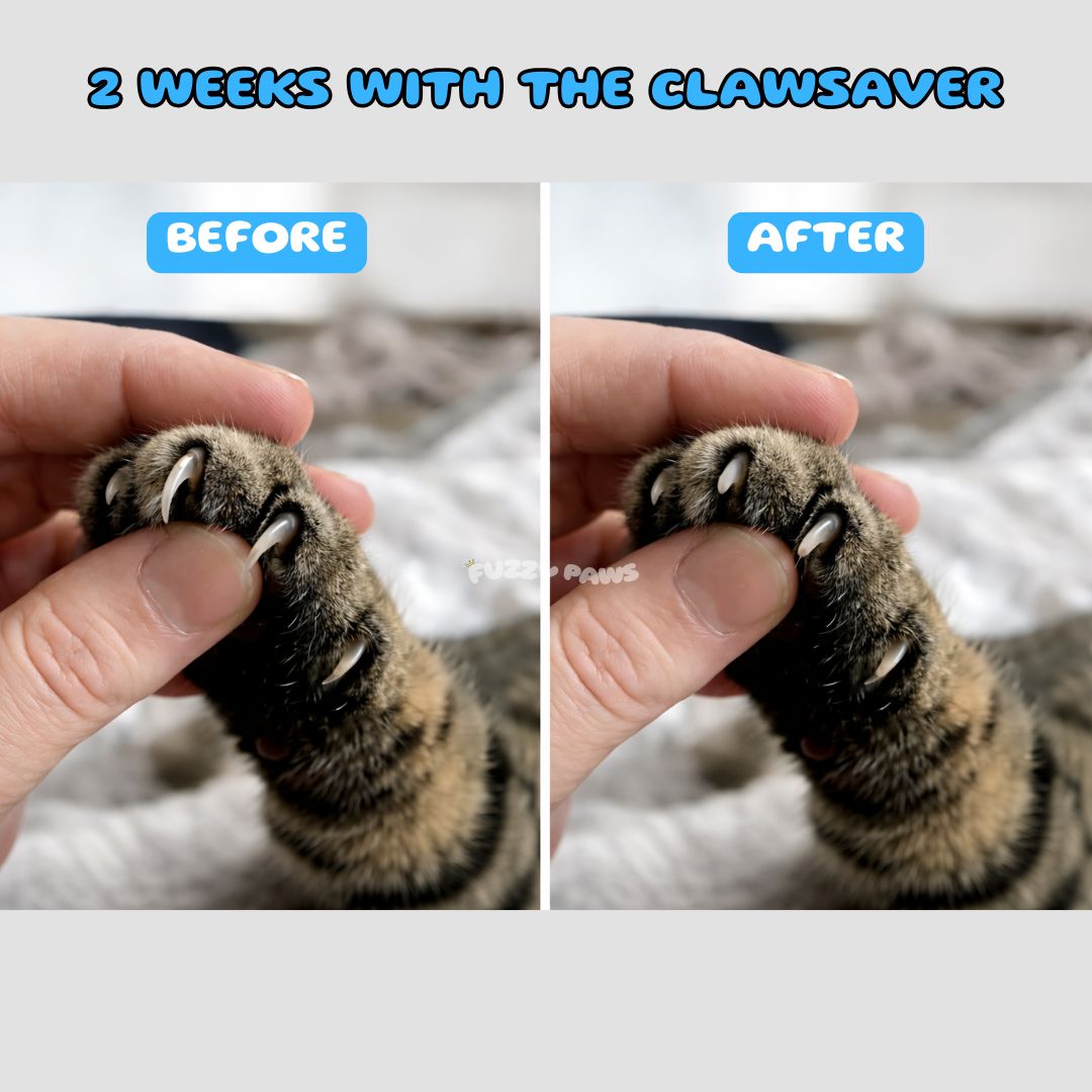 Cat Scratch Puzzle