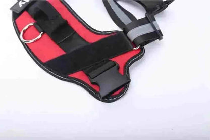pet safety gear